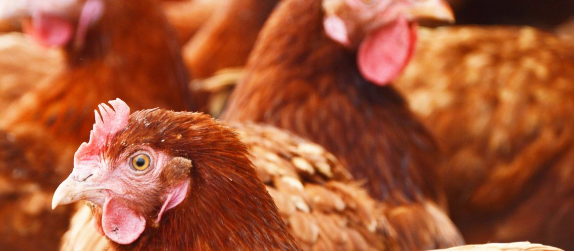 A importância dos geradores na avicultura e pecuária